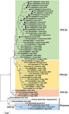 Isolation and identification of a novel canine parvovirus type 2c strain in domestic cats in Dalian, China